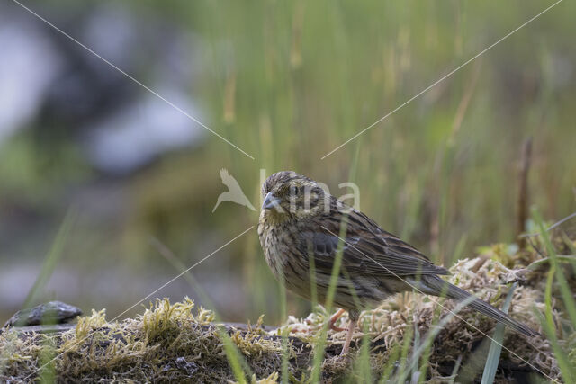 Cirlgors (Emberiza cirlus)