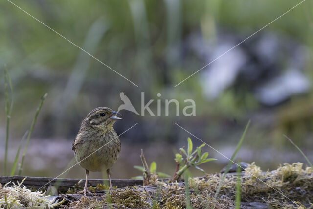 Cirl bunting (Emberiza cirlus)