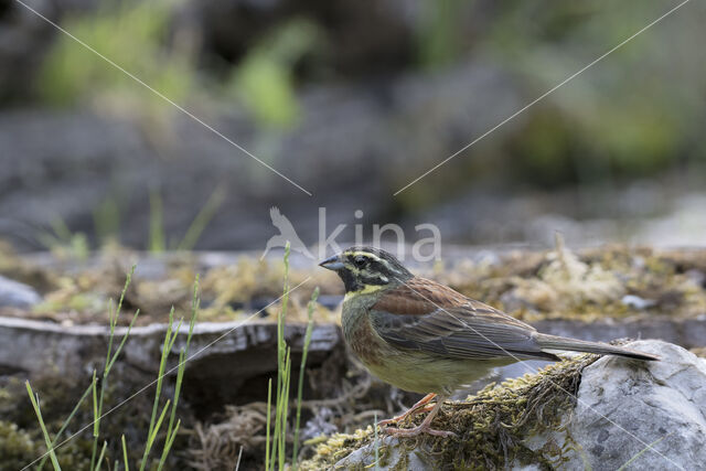 Cirlgors (Emberiza cirlus)