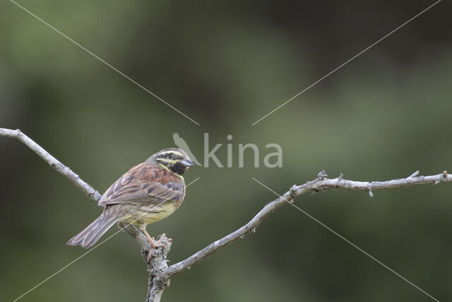 Cirl bunting (Emberiza cirlus)