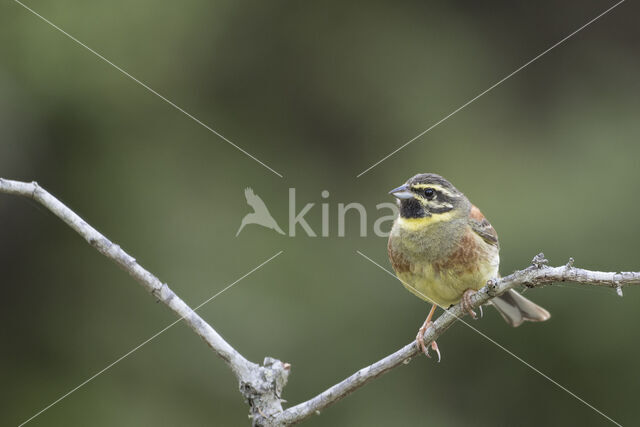 Cirl bunting (Emberiza cirlus)