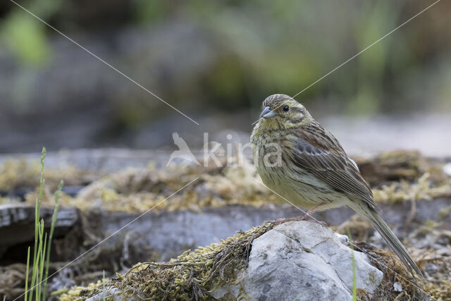 Cirl bunting (Emberiza cirlus)