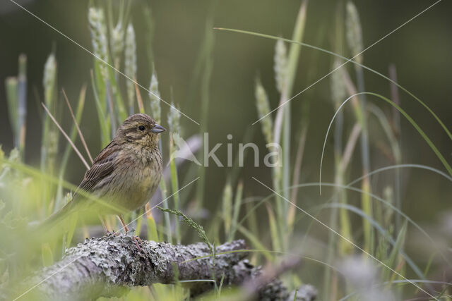 Cirlgors (Emberiza cirlus)