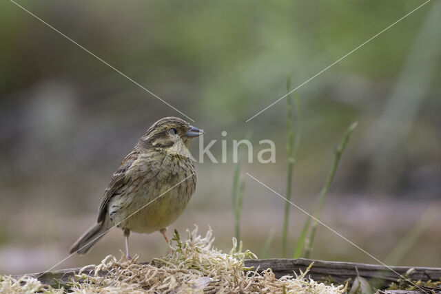 Cirl bunting (Emberiza cirlus)