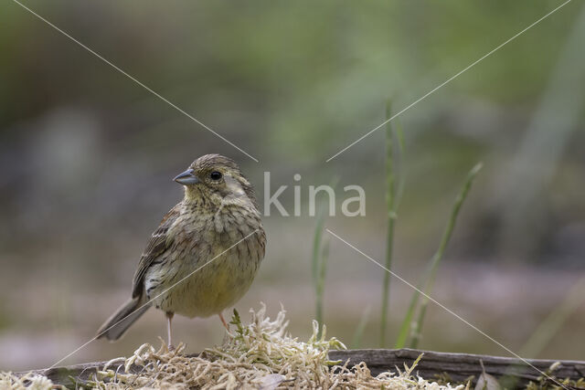 Cirlgors (Emberiza cirlus)