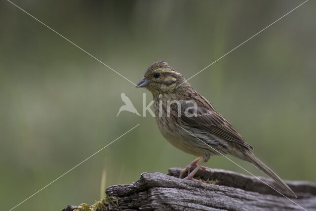 Cirl bunting (Emberiza cirlus)