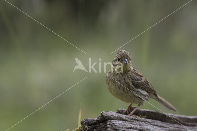 Cirl bunting (Emberiza cirlus)