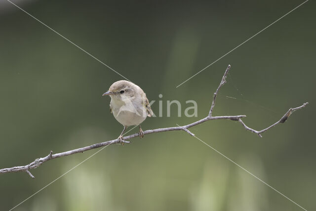 Bonelli's Warbler (Phylloscopus bonelli)