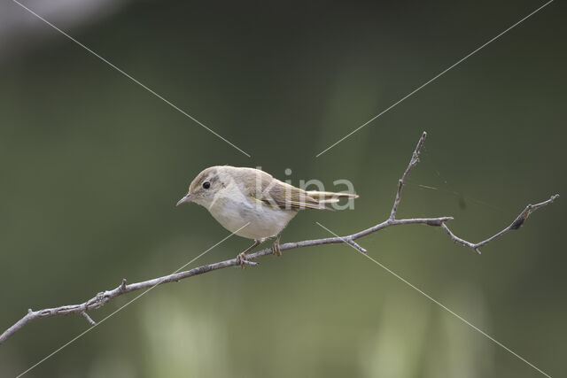 Bonelli's Warbler (Phylloscopus bonelli)