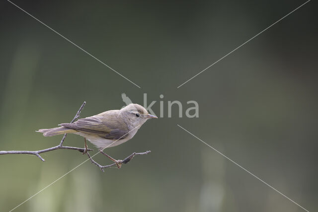 Bonelli's Warbler (Phylloscopus bonelli)