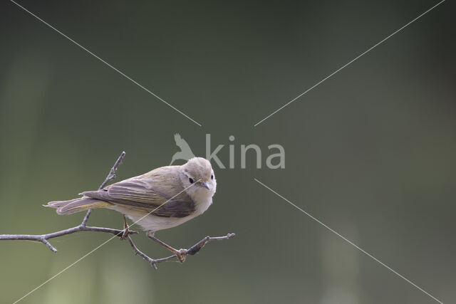 Bonelli's Warbler (Phylloscopus bonelli)