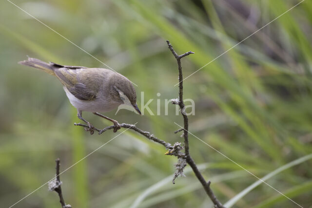 Bonelli's Warbler (Phylloscopus bonelli)