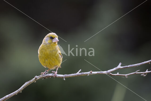 European Greenfinch (Carduelis chloris)