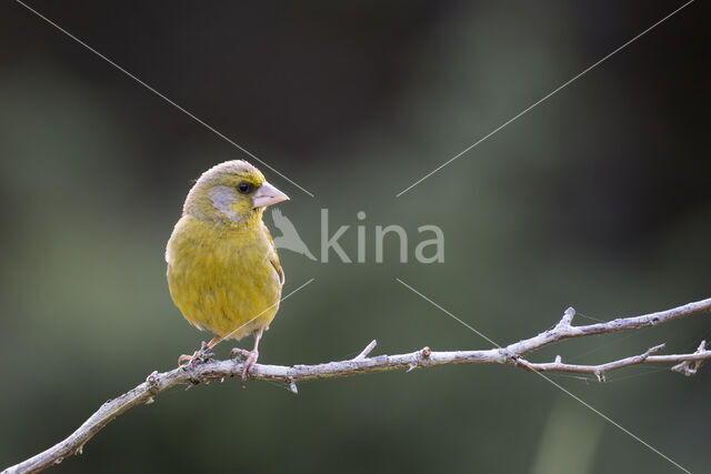 Groenling (Carduelis chloris)