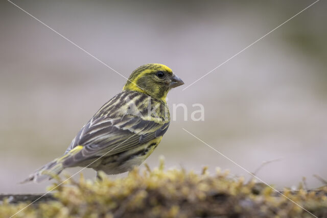 European Serin (Serinus serinus)