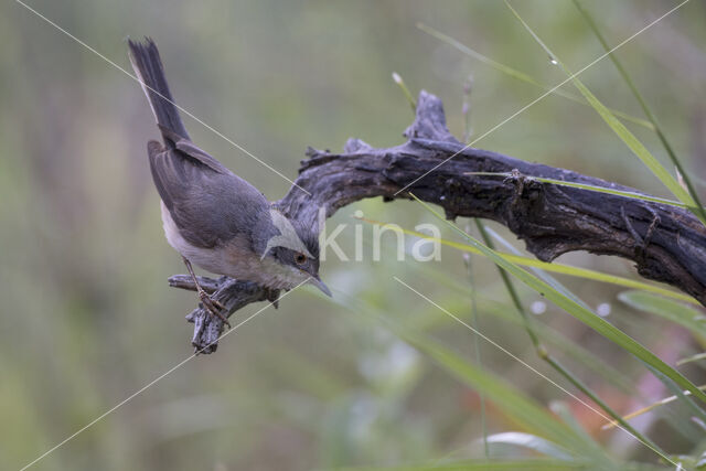 Subalpine Warbler (Sylvia cantillans)