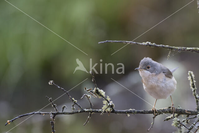 Baardgrasmus (Sylvia cantillans)