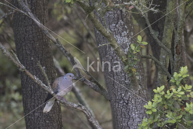 European Turtle-Dove (Streptopelia turtur)