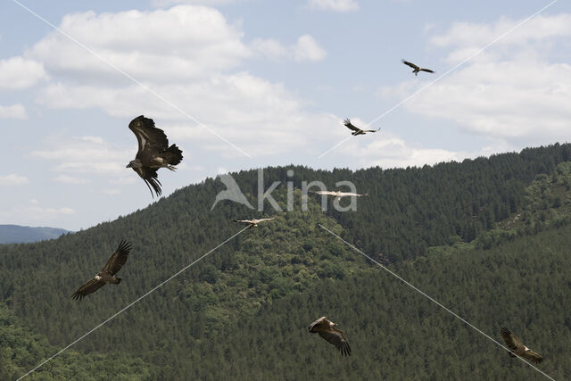 Eurasian Griffon (Gyps fulvus)