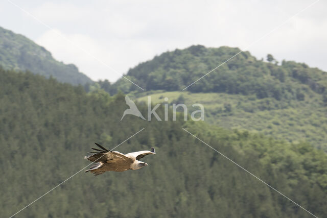 Eurasian Griffon (Gyps fulvus)