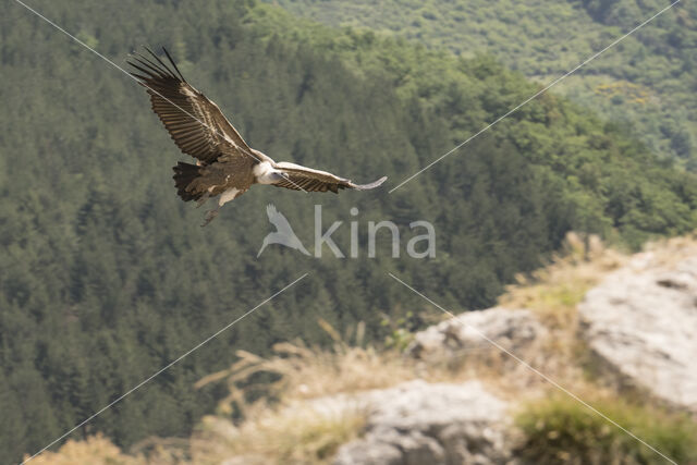 Eurasian Griffon (Gyps fulvus)