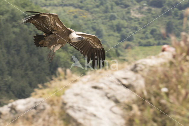 Eurasian Griffon (Gyps fulvus)