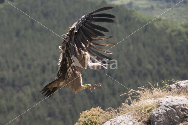 Eurasian Griffon (Gyps fulvus)