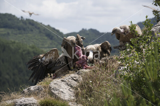 Eurasian Griffon (Gyps fulvus)