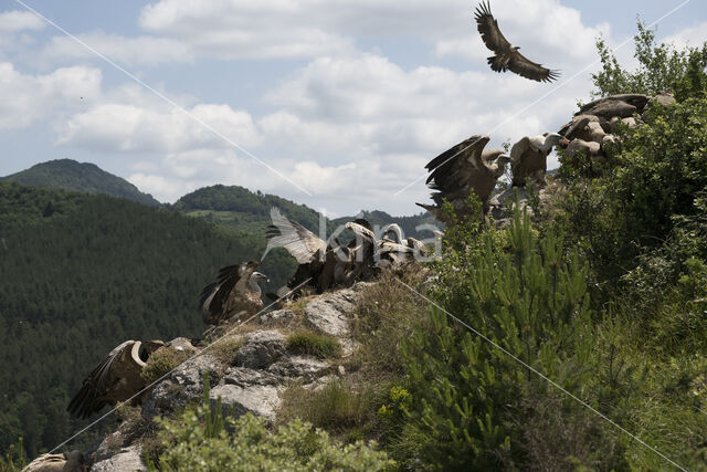 Eurasian Griffon (Gyps fulvus)