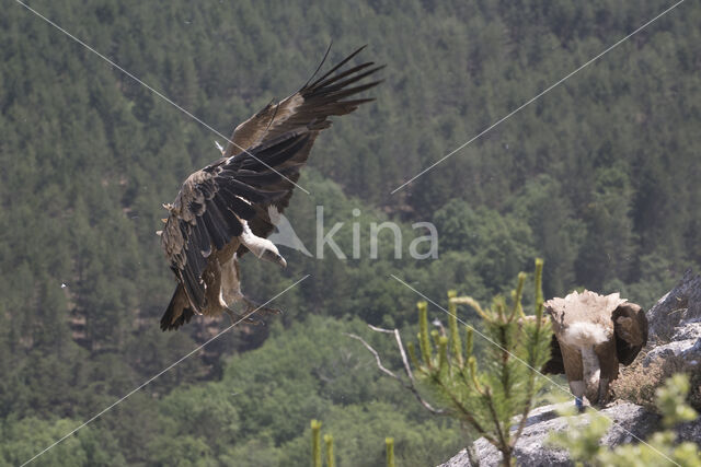 Eurasian Griffon (Gyps fulvus)