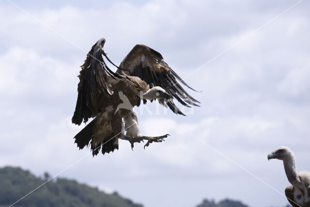 Eurasian Griffon (Gyps fulvus)