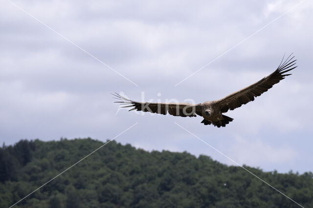 Vale Gier (Gyps fulvus)