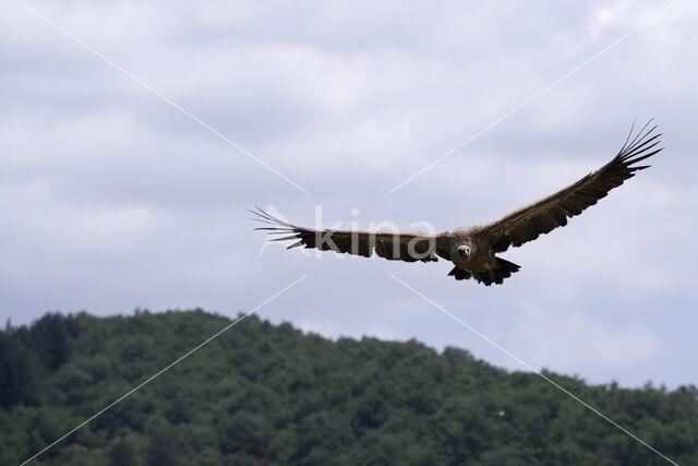 Eurasian Griffon (Gyps fulvus)