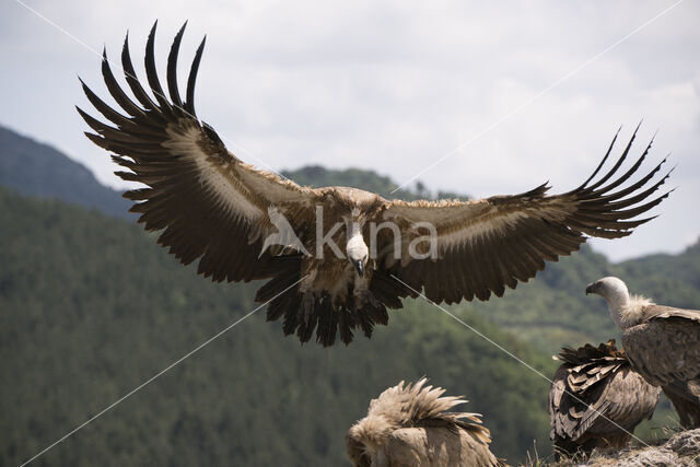 Eurasian Griffon (Gyps fulvus)