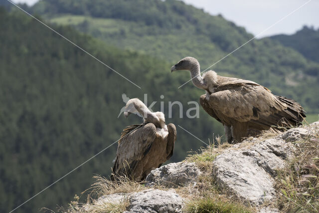 Eurasian Griffon (Gyps fulvus)