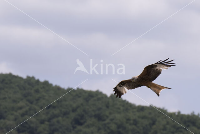 Red Kite (Milvus milvus)