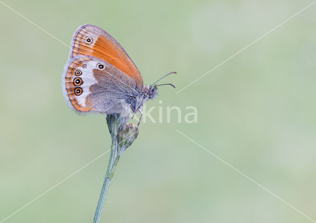 Tweekleurig hooibeestje (Coenonympha arcania)