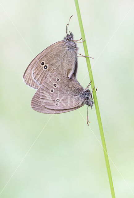 Koevinkje (Aphantopus hyperantus)