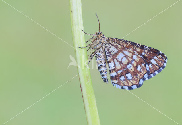 Latticed Heath (Chiasmia clathrata)