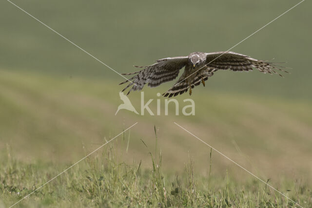 Northern Harrier