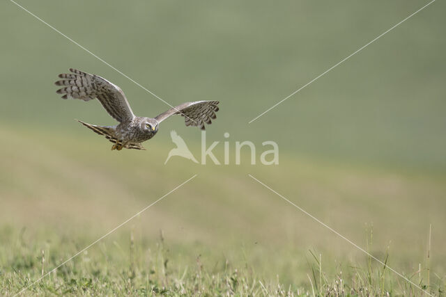 Northern Harrier