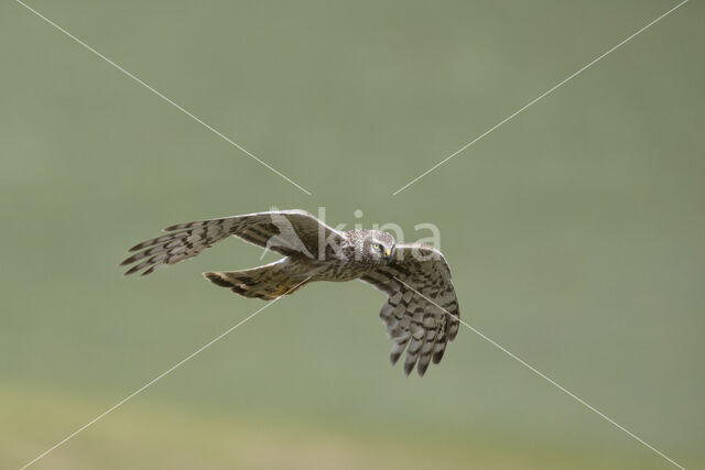 Northern Harrier