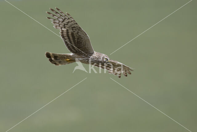 Northern Harrier