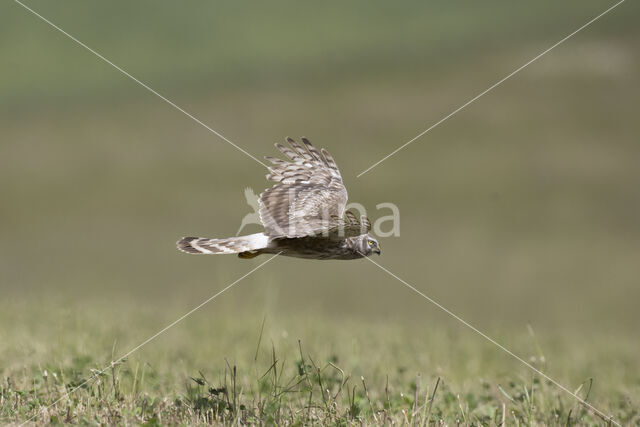 Northern Harrier