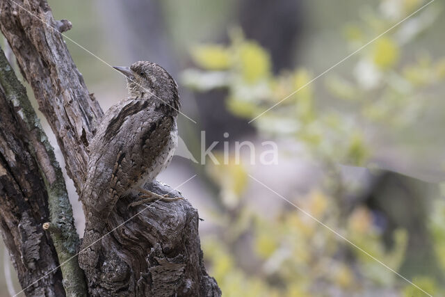 Eurasian Wryneck (Jynx torquilla)