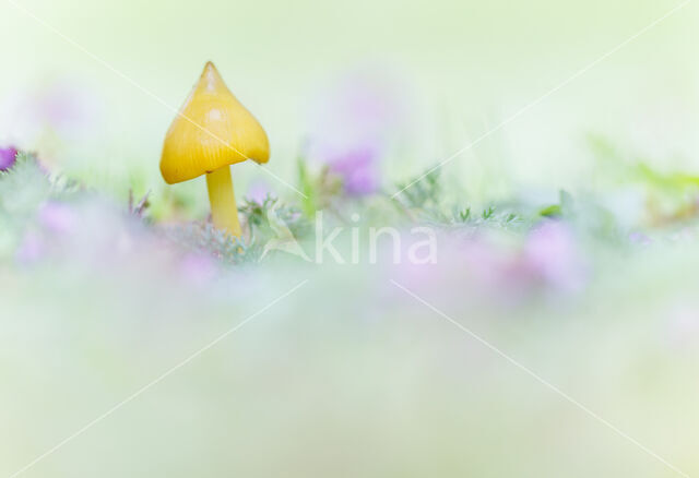 Wasplaat spec. (Hygrocybe)