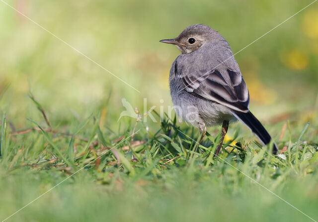 Witte Kwikstaart (Motacilla alba)