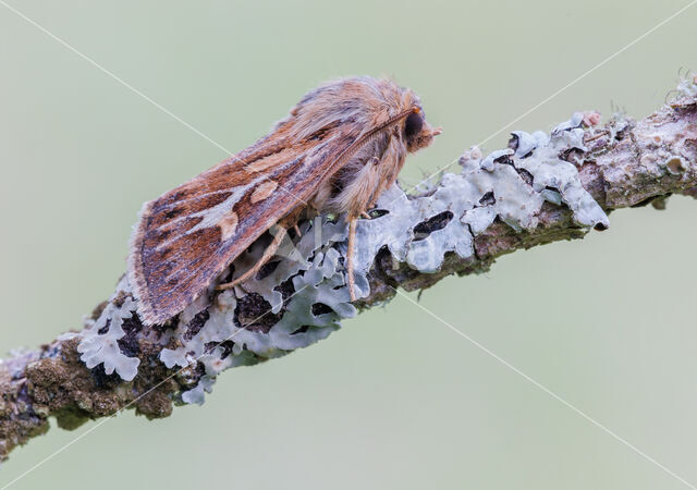 Antler Moth (Cerapteryx graminis)