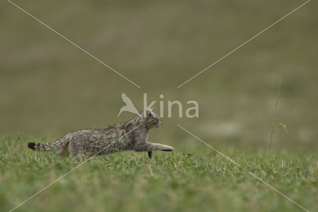 Wilde kat (Felis silvestris)