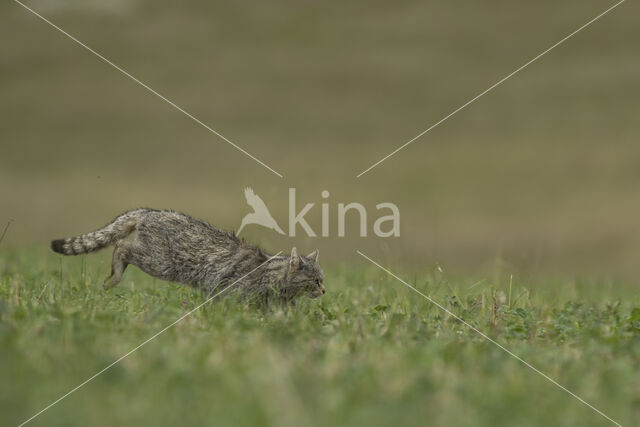 Wilde kat (Felis silvestris)